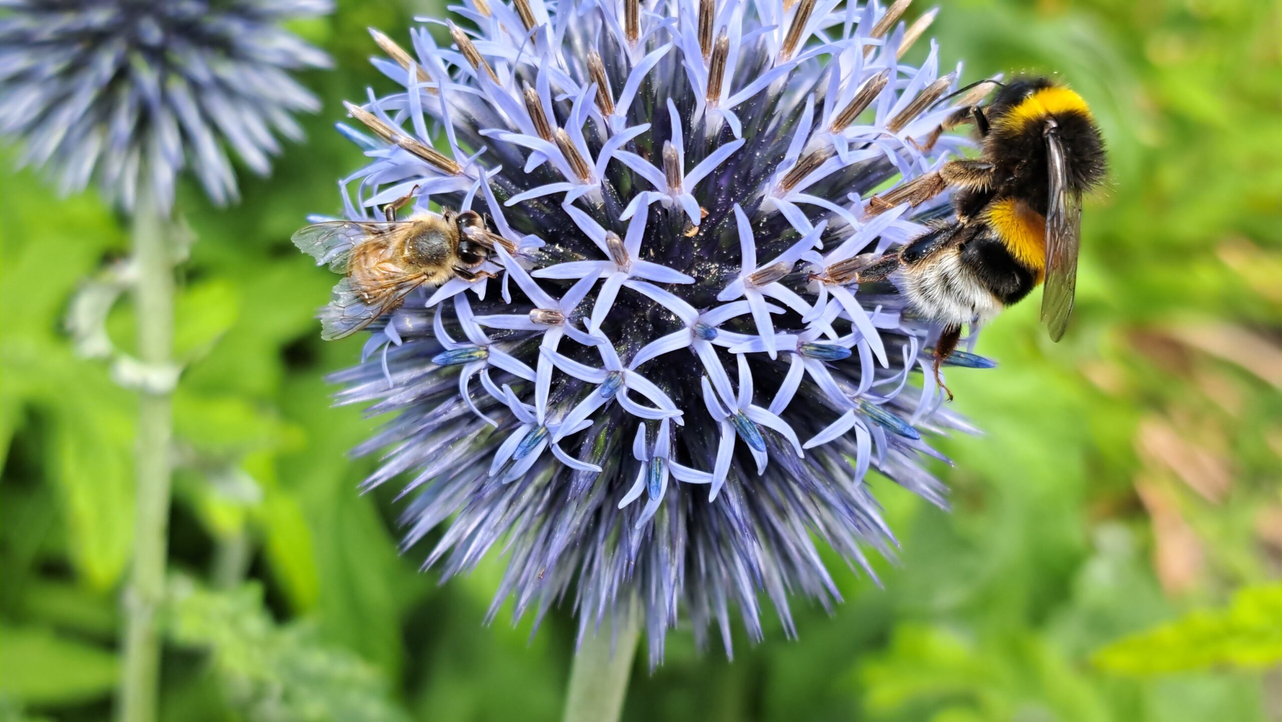 20250712 KH Bij en Hommel op distel