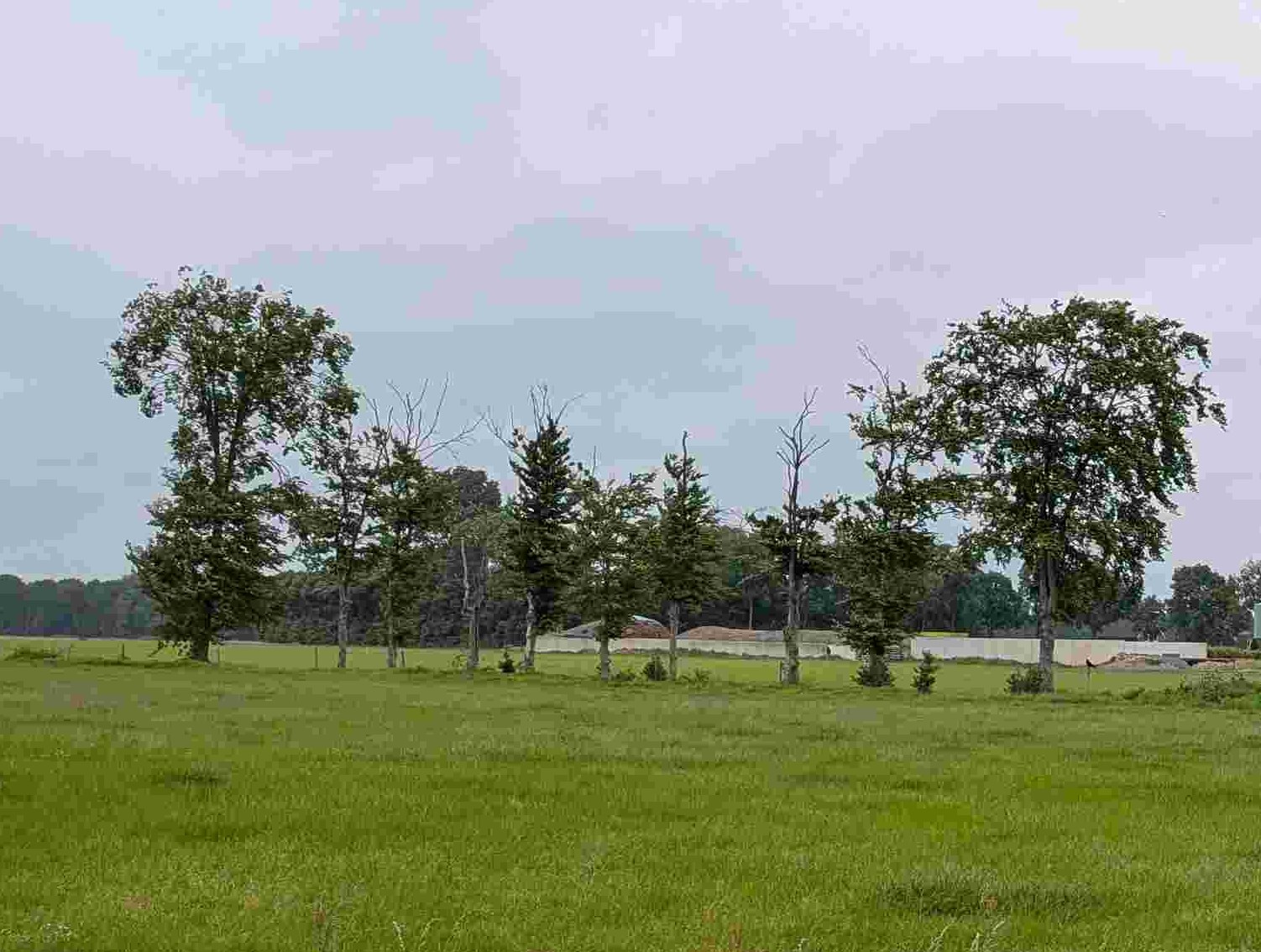 250525 Bomen hebben het moeilijk vanwege klimaatverandering