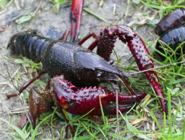 Invasieve soort - Amerikaanse rivierkreeft