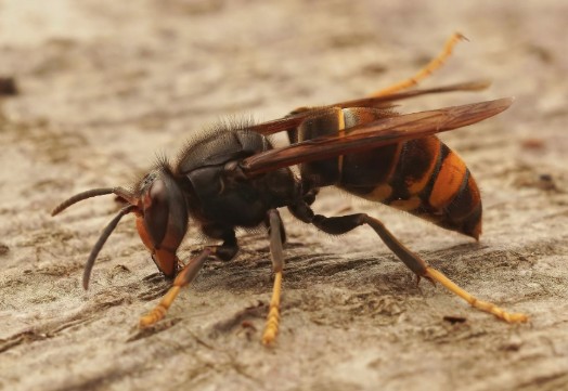 Invasieve soort - Aziatische hoornaar