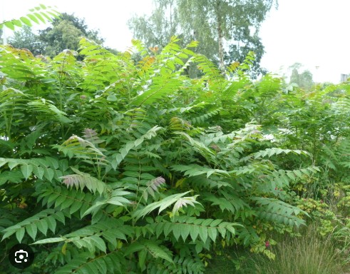 Invasieve soort - Hemelboom