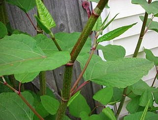 Invasieve soort - Japanse duizendknoop