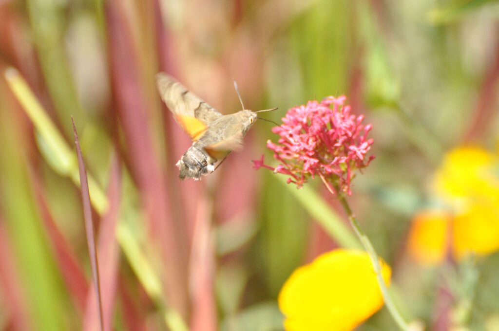 250710 KH Kolibrievlinder - DSC_2565