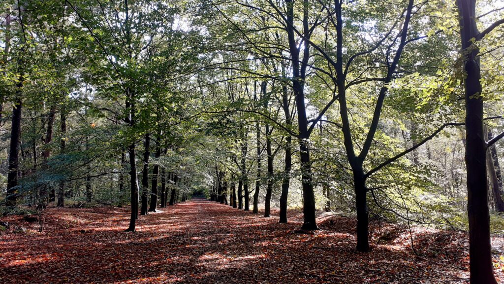 2020 Bomenrijen in Pannenhoef nabij Vaartven